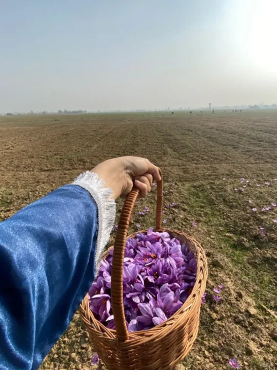 From Farmlands of Pampore, Kashmir | Buy Authentic Saffron/Kesar - Image 2