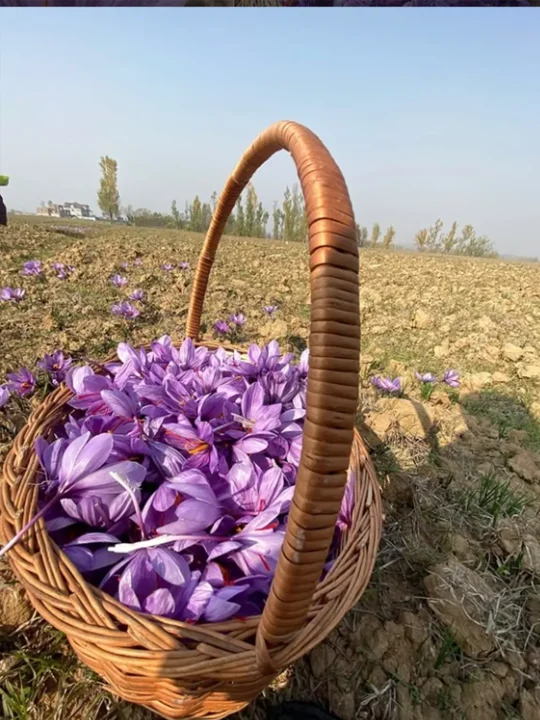 From Farmlands of Pampore, Kashmir | Buy Authentic Saffron/Kesar - Image 3