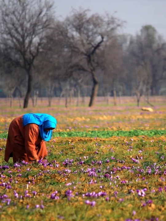 From Farmlands of Pampore, Kashmir | Buy Authentic Saffron/Kesar - Image 4