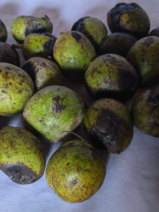 Fresh Wet Walnuts (Seasonal) | Green Color