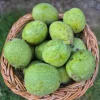 Fresh Wet Walnuts | Green Color