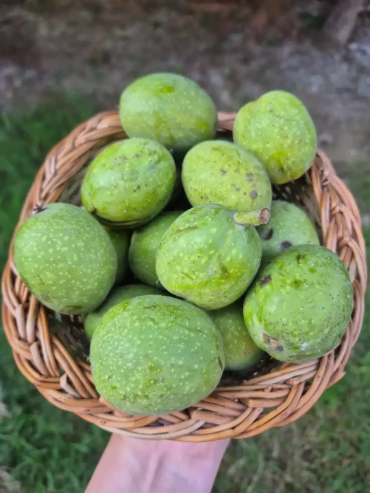 Fresh Wet Walnuts | Green Color