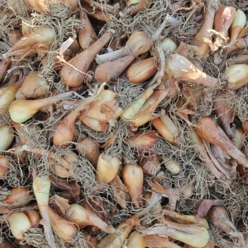 Kashmiri Praan | Wild Onion or Shallot