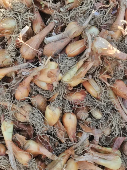 Kashmiri Praan | Wild Onion or Shallot