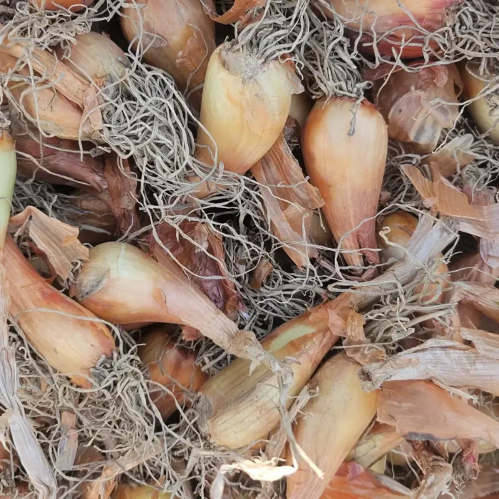 Kashmiri Praan | Wild Onion or Shallot - Image 2