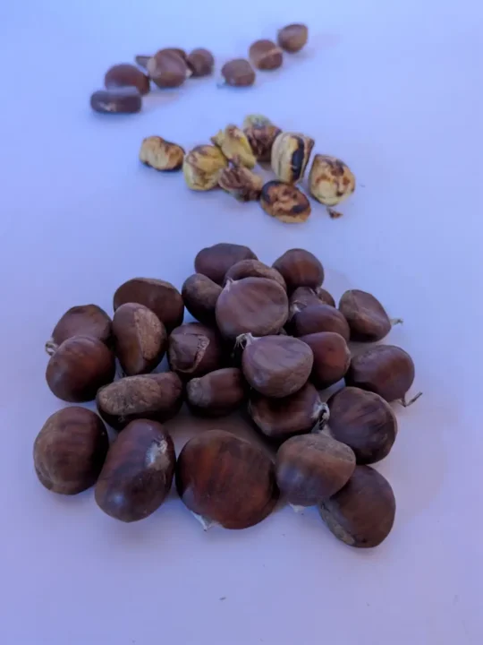 Kashmiri Fresh Chestnuts | Gaer