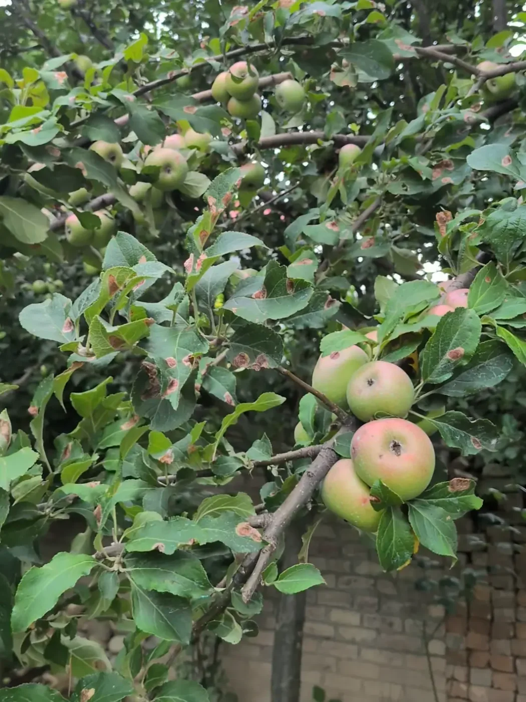 Original Kashmiri Apples | Sent Directly from Srinagar, Kashmir - Image 2